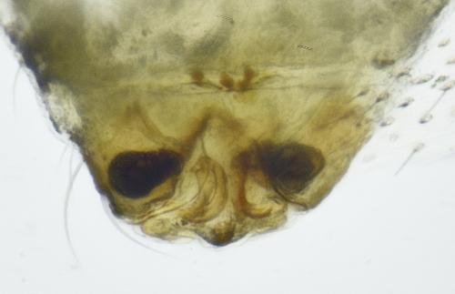 Agyneta mollis